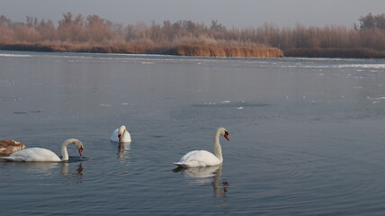Swans in icy water #2
Location: De Biesbosch, The Netherlands