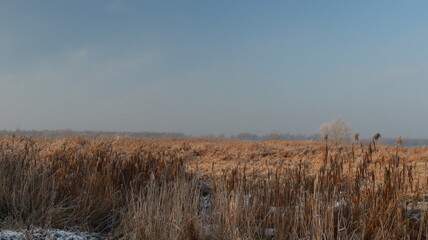 Reeds in winter
Location: De Biesbosch, The Netherlands