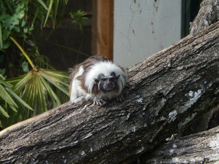 Tamarin à crète blanche.