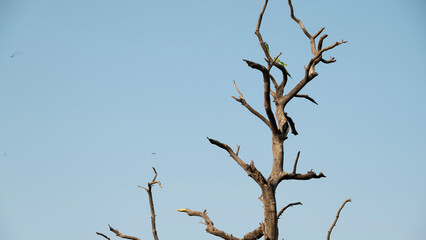 Old withered tree against the sky with green parrots