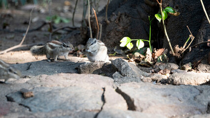 chipmunk on the ground