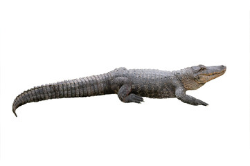 Naklejka premium american crocodile isolated on white background