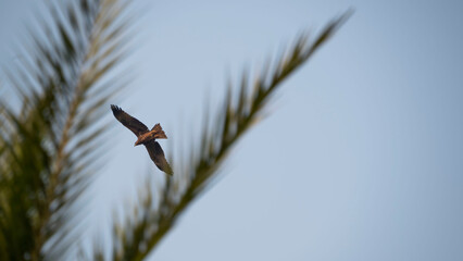bird in flight