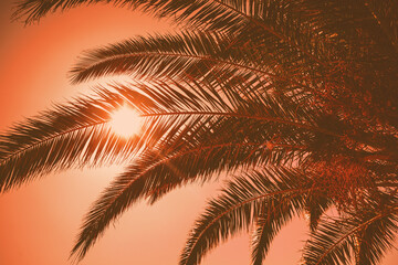 Palm tree leaves against gradient sunset sky. Tropical nature background;