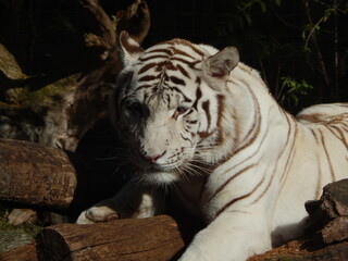 Tigre blanc.