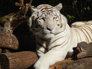 Tigre blanc.