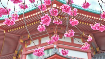 Japanese temple and cherry blossom in full blooming