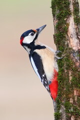 Great spotted Woodpecker