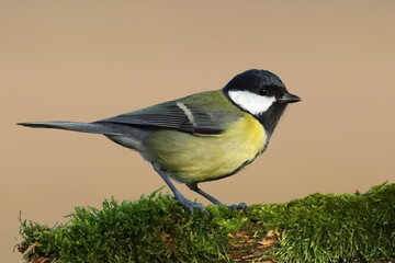 Great tit