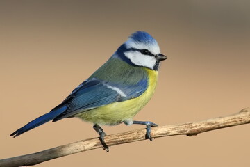 Blue tit