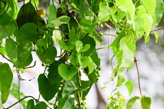 Heart-leaved moonseed ( Tinospora cordifolia ) green leaves herb