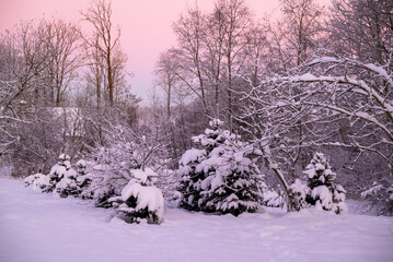Spruce branches under fresh snow in winter.