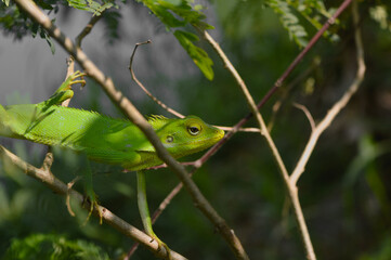 Green lizard on branch, green lizard sunbathing on branch, green lizard climb on wood, Jubata lizard
