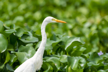 Fototapeta premium Close-up of a standing great egret