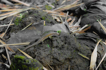 A Common Sun Skink (Eutropis multifasciata) was found on the leaf-litters with plastic garbage at the bright morning