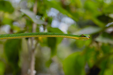 A green Oriental Vine Snake hanging on the tree at the morning, Ahaetulla prasina, focus in snake eyes