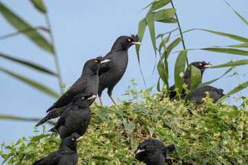 Close up of a crested myna (Acridotheres cristatellus) standing or sitting on a green bush