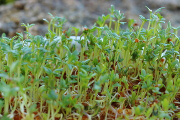 Obraz premium Lepidium sativum. Young sprouts of plants grown at home on a ceramic plate. Vegan food.