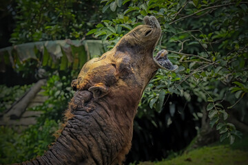 Camel in the zoo