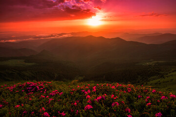 flowering pink rhododendron flowers, amazing panoramic nature scenery, border Ukraine and Romania, Carpathian mountains, Marmarosy range, Europe	