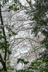 légére couche de neige sur les arbres