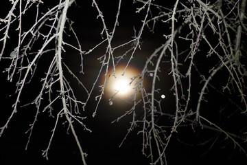 Tree branch against the background of the moon. Night landscape.