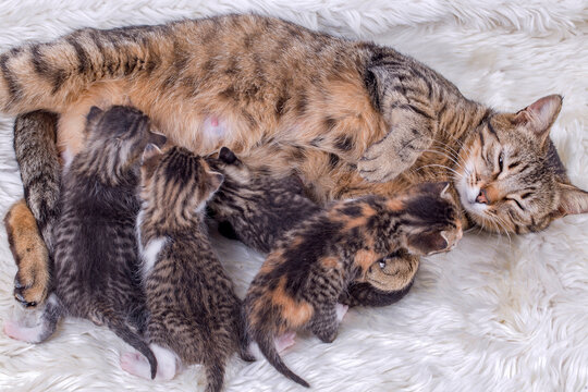 Pet animal; cute cat. Mother cat and baby cats.