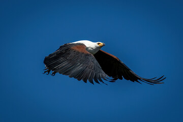 African fish eagle flies beneath blue sky