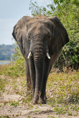 Fototapeta na wymiar African elephant walks along riverbank in sunshine