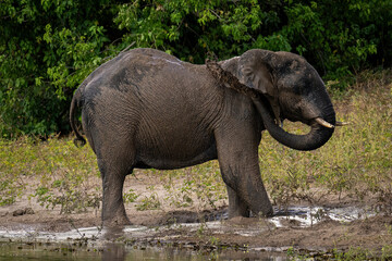 African elephant throws muddy water over neck
