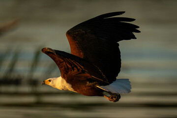 African fish eagle crosses river at sunset