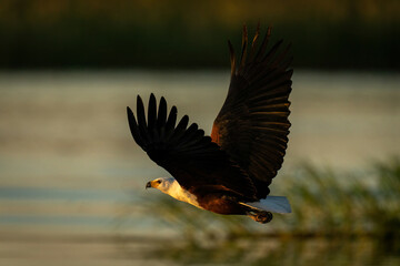 Obraz premium African fish eagle flies in golden hour