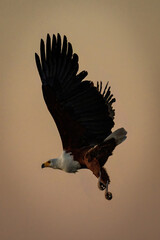 African fish eagle flies across orange sky