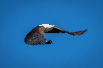 African fish eagle flies across blue sky