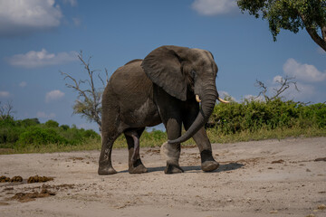 African elephant walks throwing sand over body