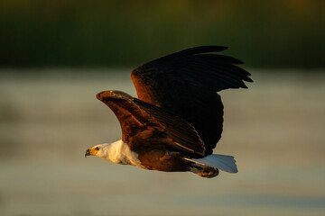African fish eagle flies in evening light
