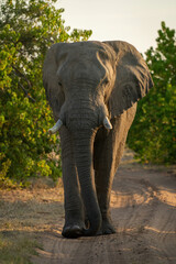 Fototapeta na wymiar African elephant walks along track towards camera