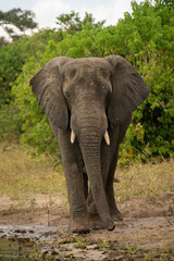 Fototapeta na wymiar African elephant walks towards camera on beach