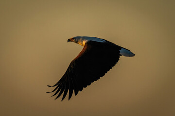 African fish eagle flies through orange sky