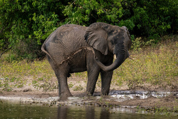 African elephant throws muddy water over flank