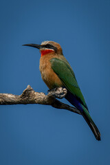 White-fronted bee-eater perches on branch in profile