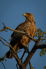 Tawny eagle on bare branch turning head