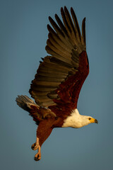 African fish eagle flies with wings lifted