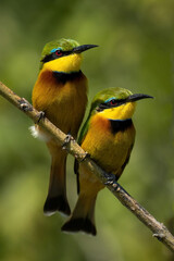 Two little bee-eaters with catchlights on branch