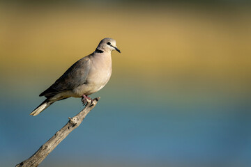 Ring-necked dove on branch in golden light