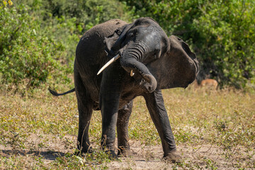 African elephant stands shaking head near bushes