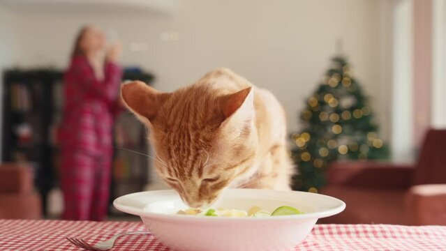 Cat tries to steal food from the table. The cat at the table with child's food.