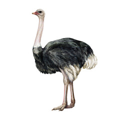 African ostrich watercolor illustration. Hand drawn realistic Africa wildlife big bird. Realistic standing single ostrich bird element. Beautiful African native wild animal. - obrazy, fototapety, plakaty