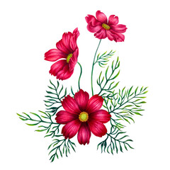 Watercolor hand drawn cosmea flowers 2023 trendy color viva magenta and green leaves. Elements isolated on white background