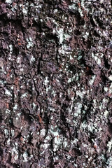 Wood Texture Background Tropical Tree